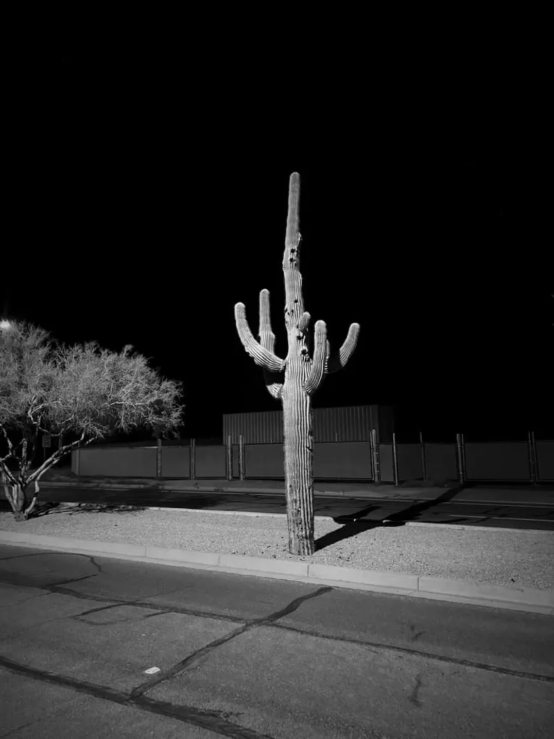 Arizona Cactus