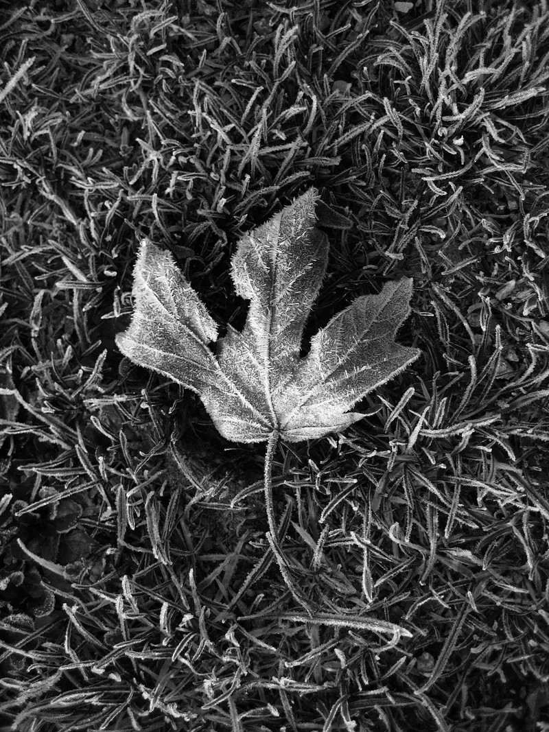Frozen Leaf