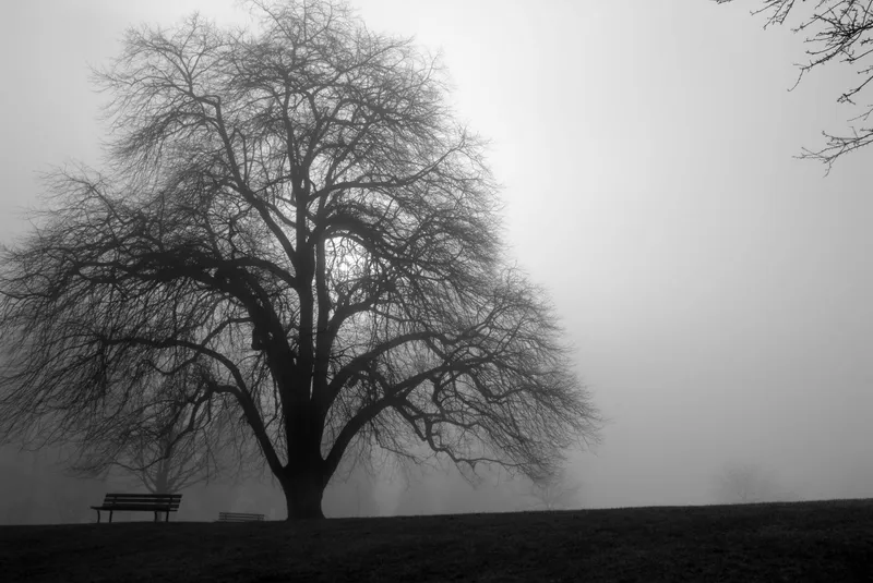 Stanley Park Foggy Tree