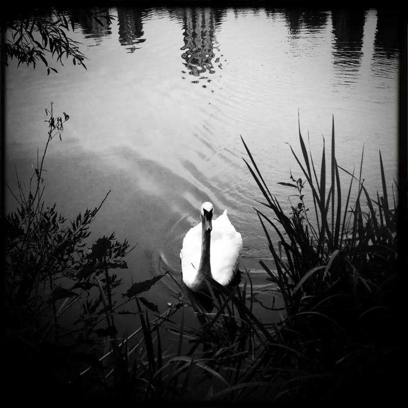 Stanley Park Swan